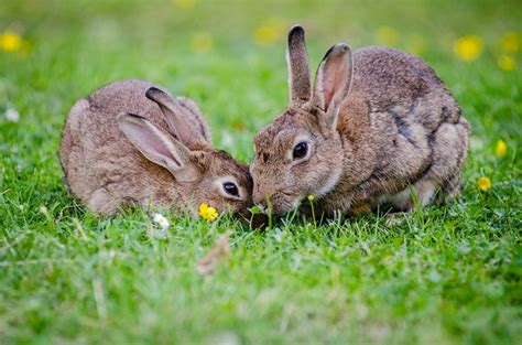 家庭农场里的兔子幼崽高清图片下载-正版图片307866165-摄图网