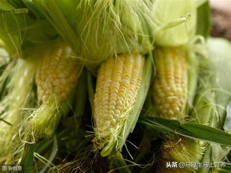 玉米须的功效与作用及禁忌网用法收 玉米须的营养如何？_华夏智能网