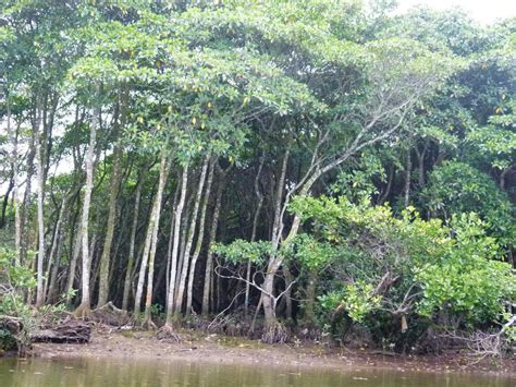 海南红树成林生态美_图片频道_海南新闻中心_海南在线_海南一家