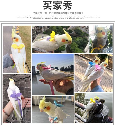 鹦鹉玩具 鸟笼 鸟用品 大号彩色鸟玩具 棉绳木块啃咬鹦鹉啃咬玩具-阿里巴巴