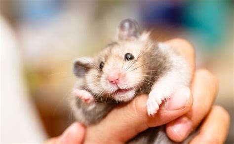 超萌又可爱的仓鼠名字是个运动健将-可爱点 - 【可爱点】