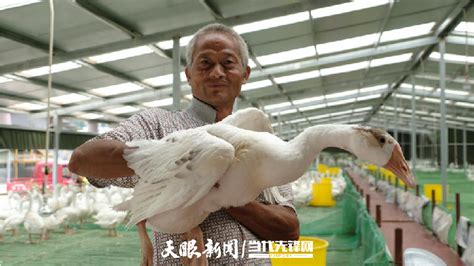 【走进乡村看小康】黔东南锦屏县：养鹅产业促增收