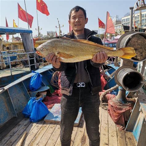 聚有料 | 宁波渔民捕获9.8斤野生大黄鱼