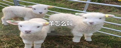 绵羊和山羊有哪些区别？ - 惠农网