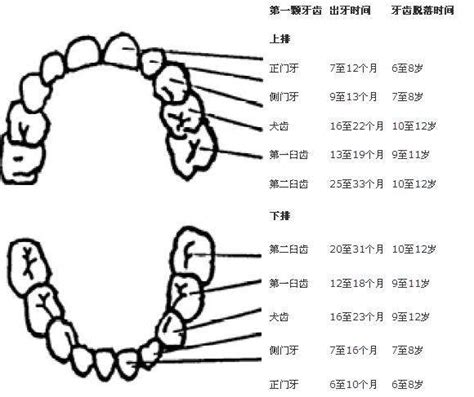 长牙顺序图 (5)_有来医生