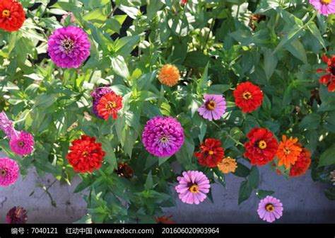 五颜六色花朵朵图片欣赏，总有一款你喜欢的！-绿宝园林网