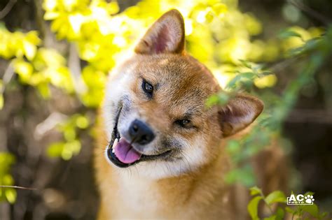 柴犬图片