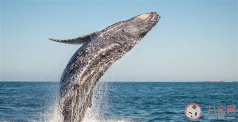鲸鱼的繁殖方式是什么 神奇海洋4月3日答案 _八宝网
