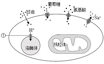 协同运输是物质跨膜运输的一种方式。如图所示，Na+进入细胞所需动力来自于膜两侧的浓度差，葡萄糖进入细胞是在膜两侧Na+浓度梯度驱动下进行的，而 ...