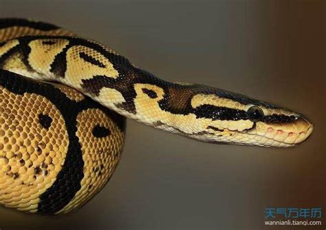 中午梦见大蟒蛇是什么征兆 午间梦见大蟒蛇的含义 - 美欧网