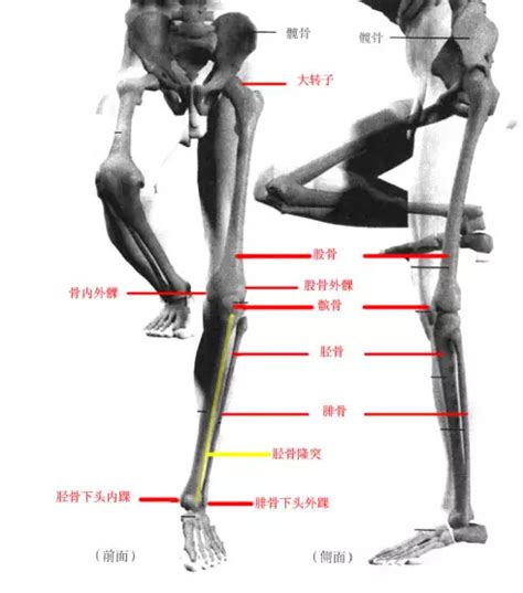 下肢肌解剖学彩色图谱/下肢肌解剖图谱图片
