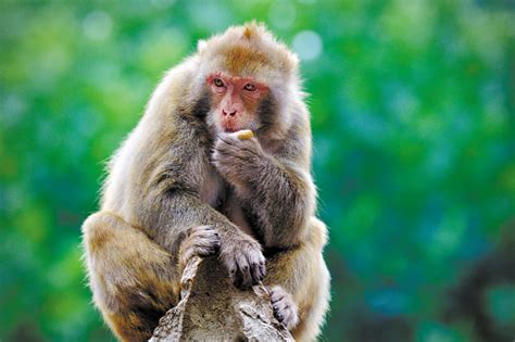 世界上十大最珍稀猴子，山魈的体型全球最大(2)_巴拉排行榜