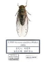 寒蝉 Meimuna opalifera - 物种库 - 国家动物标本资源库