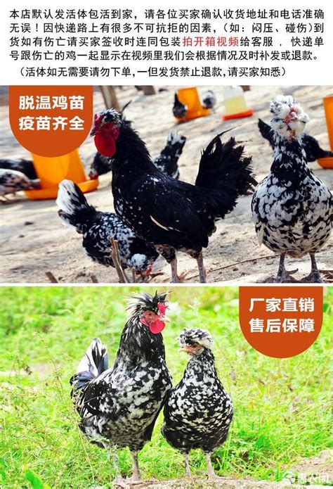 中国观赏鸡品种介绍 - 惠农网