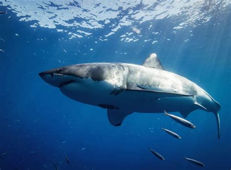 澳大利亚一浑身伤痕大白鲨被拍 被称为最顽强鲨鱼