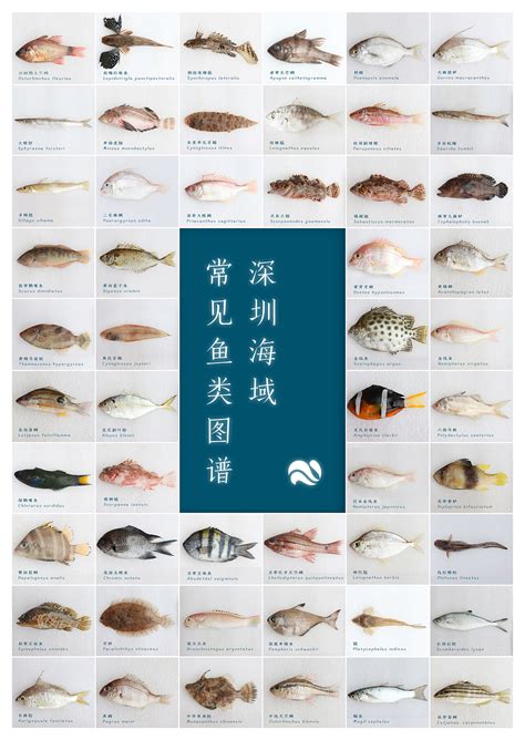 海水观赏鱼品种图鉴