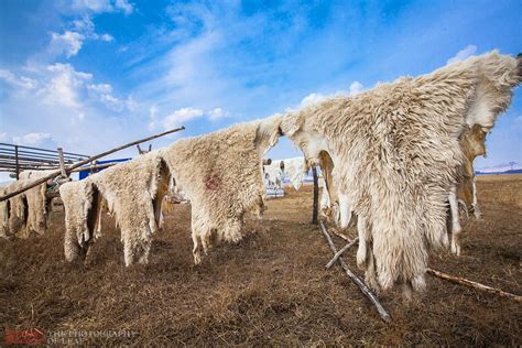 古老的熟皮技艺还传承在内蒙古大草原，一张羊皮卖一百多块_做皮草的皮姐_新浪博客