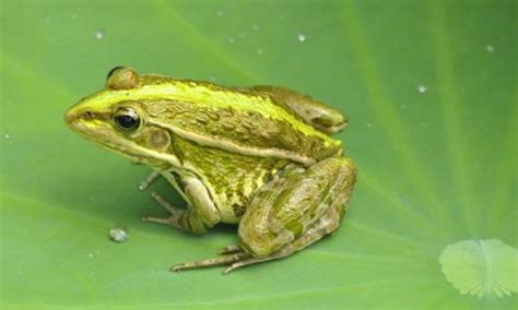 牛蛙和青蛙的区别 - 惠农网