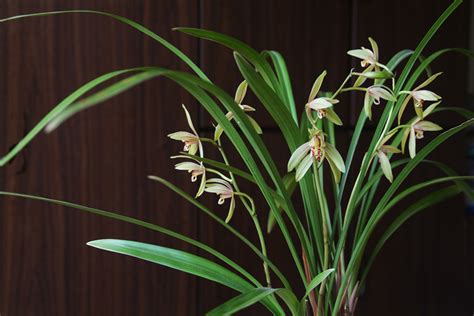 建兰最香10个排名 哪个品种建兰花最好养最香-植物说