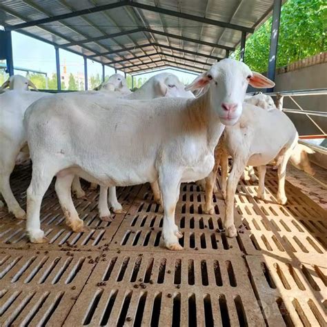 今日澳洲白绵羊价格-澳洲白绵羊羊苗价格-质优价廉 山东菏泽 澳洲白绵羊-食品商务网