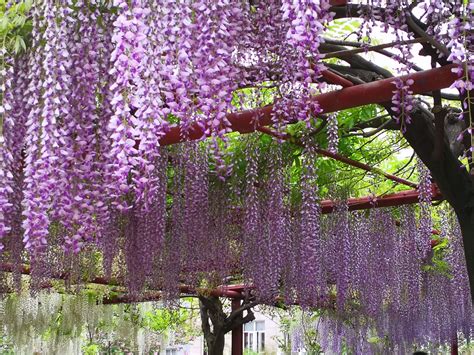 紫藤家园spankhome