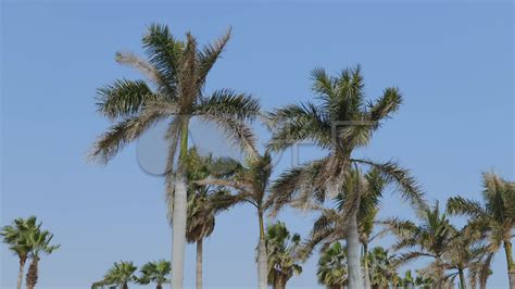 棕榈树在风中摇曳，在蓝天的背景下沙滩伞，底部的视图。—高清视频下载、购买_视觉中国视频素材中心