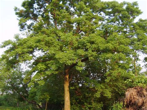 中国4棵“名贵”的树：除了黄山迎客松,你还知道几棵?|大红袍|迎客松|金丝楠木_新浪新闻