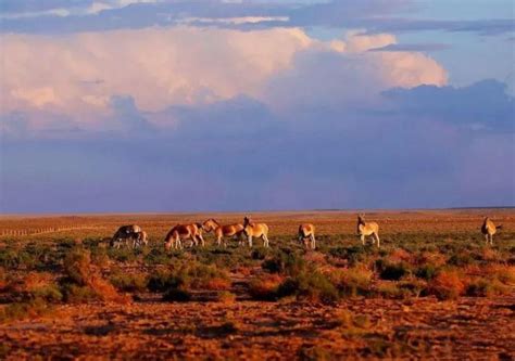 内蒙古乌拉特梭梭林蒙古野驴国家级自然保护区 | 内蒙风物