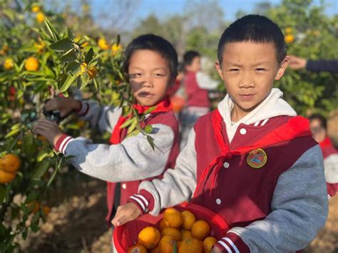 重庆酉阳：脐橙丰收农民致富增收-人民图片网