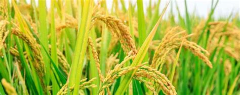 陕西水稻主要种植区，杂交水稻我们有吃过吗?_中国历史网