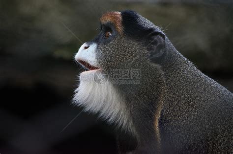 长尾猴子坐在支撑根上周围环绕着绿高清图片下载-正版图片503227311-摄图网