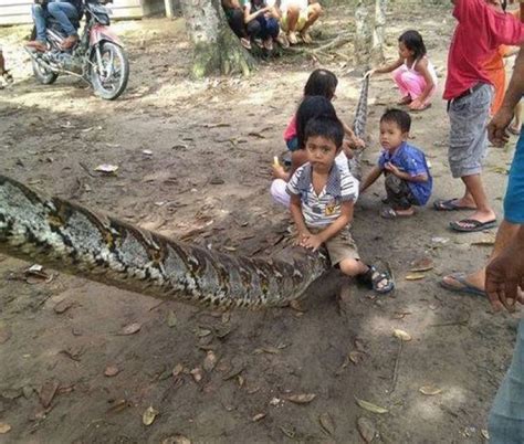 直击地球上最大的“巨蟒”, 长13米重一吨, 足以吞下一条鳄鱼!