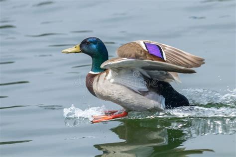 Mallard Duck Landing On Water Stock Image - Image of outdoor, river ...