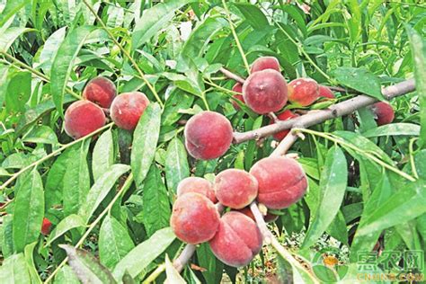 中国常见水蜜桃产地品种及上市时间|龙泉驿|蒙阴|水蜜桃_新浪新闻