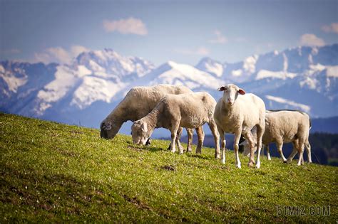 山坡上吃草的绵羊背景图片免费下载 - 觅知网
