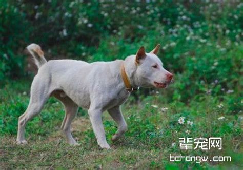 中国不仅有闻名于世的下司犬，这些本土猎犬，也都是非常优秀的|蒙古|猎犬|细犬_新浪新闻