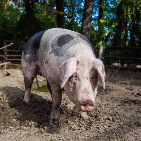 Royalty Free Big Pig Pictures, Images and Stock Photos - iStock