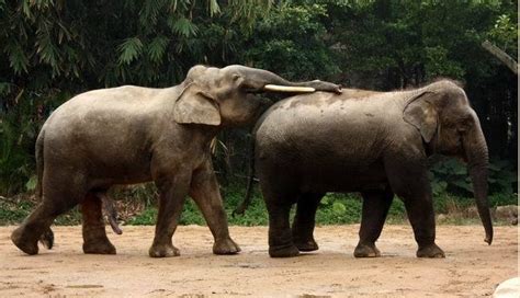 揭秘你不知道的14个关于大象的有趣事实