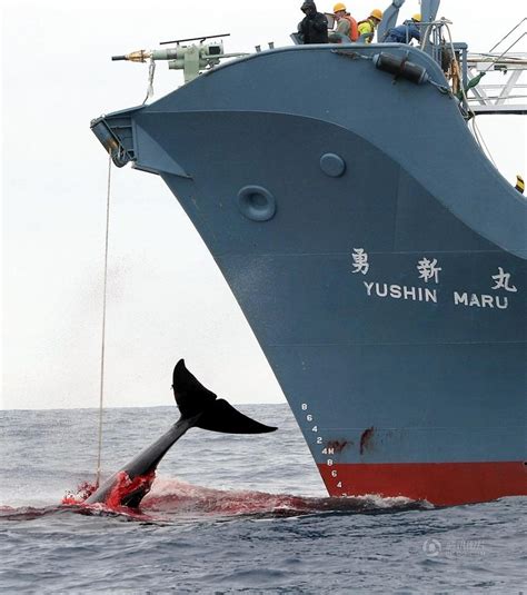 直击海洋守护协会“护鲸队”的日常生活，常年同日本捕鲸船作对