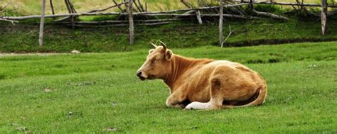 属牛的几月出生最好 牛宝宝几月出生命最好 - 万年历