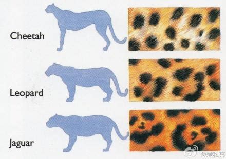 猎豹和花豹的区别 猎豹和花豹有什么区别_知秀网