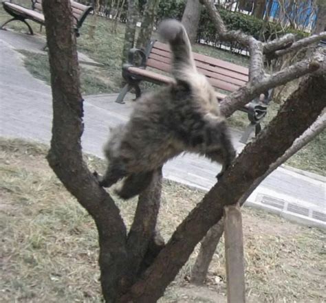 20%的消防事件是去高处救猫，猫咪到底为何“上树容易下树难”？ - 知乎
