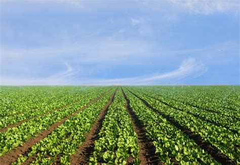 2019农业供应链趋势解析（二） 农业供应链金融 - 知乎