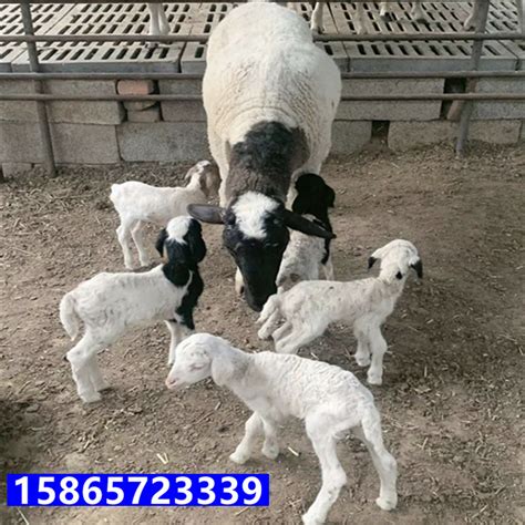 新手养羊纯种杜泊绵羊出售40斤活羊羊羔多少钱一只哪里的羊便宜-阿里巴巴