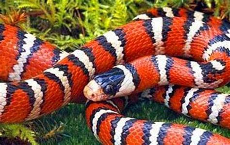 农村红蛇是什么蛇？中国常见的红色蛇都有哪些？_其他蛇_毒蛇网