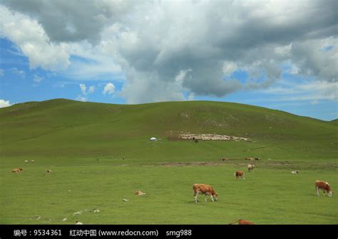 草原山坡上成群的牛羊高清图片下载_红动中国