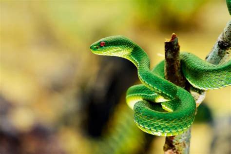 世界上最毒的蛇（世界上最毒的蛇，你知道多少？） | 说明书网