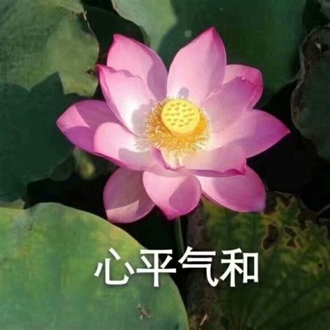 心平气和电脑壁纸图片 心平气和电脑壁纸图片