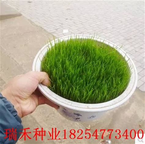 绿化草坪草籽多少钱一斤-绿宝园林网