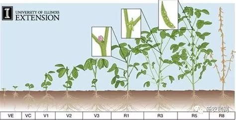 绿豆的生长过程，绿豆是怎么长出来的 - 百发生活
